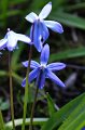 Scilla   013